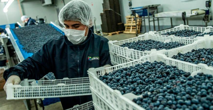 Exportaciones de arándanos Perú