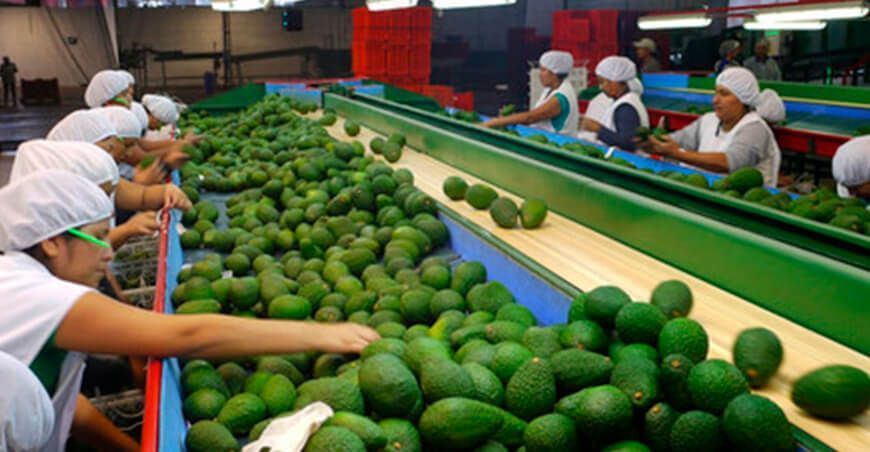 Exportaciones de palta