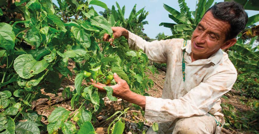 AgroFor presenta el potencial de los contratos agroforestales