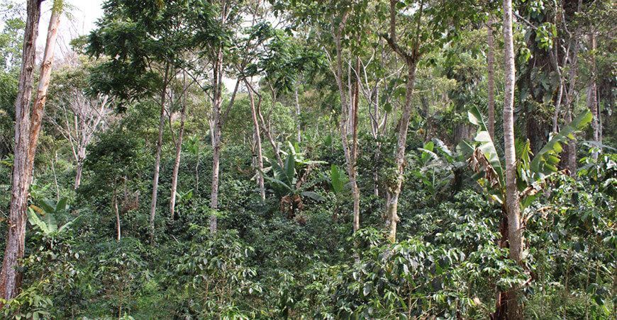 agroforestería forestería plantones forestales Perú