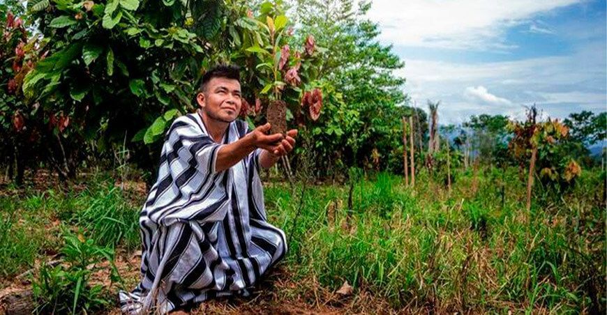 Entregan 10 mil plantones forestales para dar sombra a 100 hectáreas de cacao