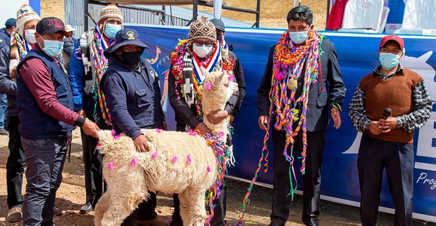 Puno: entregan centro de producción de reproductores de alpacas