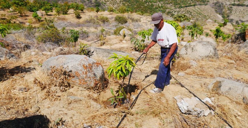 riego tecnificado para cultivo de palta y mango Áncash