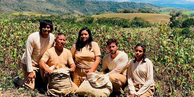 Algodón pardo amazónico, una alternativa para fabricar prendas finas San Martín Perú