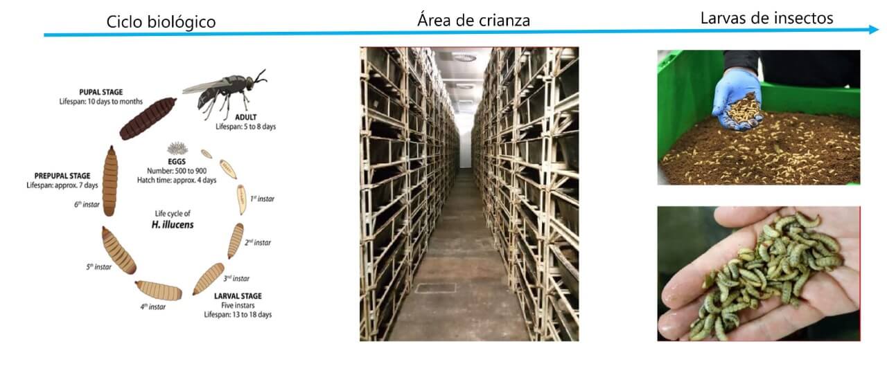 Larvas para mejorar la alimentación animal