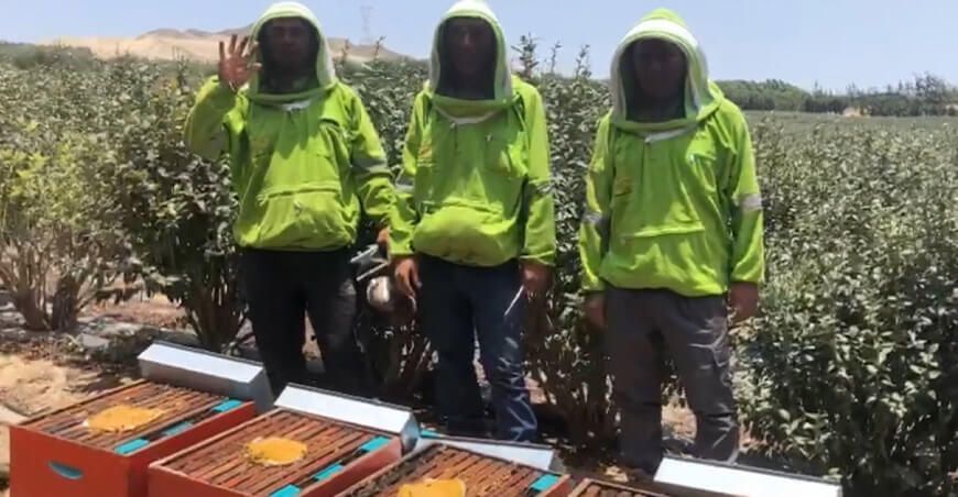 Four Bees SAC crea alimento con residuos de frutas para potenciar la producción de miel de abejas