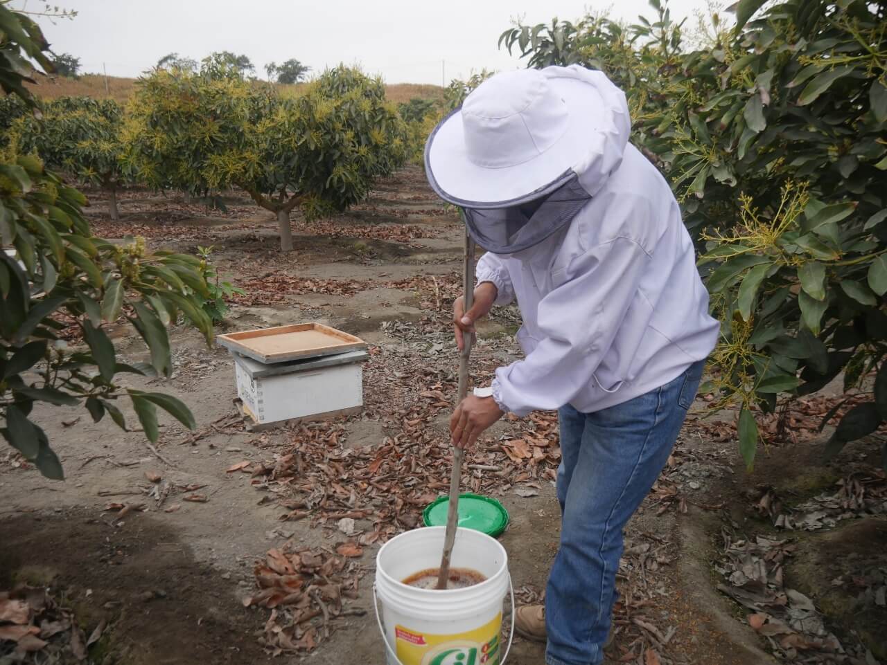 alimento preparado para abejas
