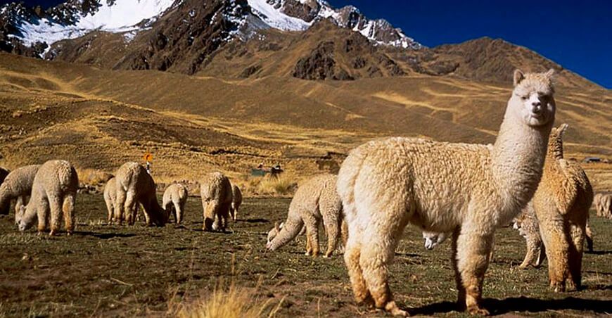 Día Nacional de la Alpaca