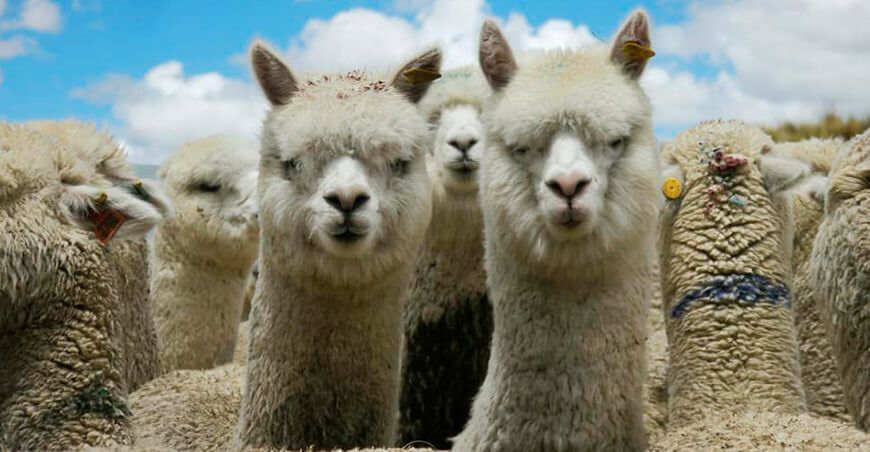 alpacas peruanas