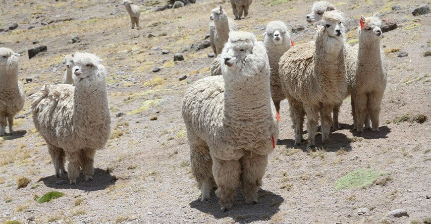 Alpacas camélidos sudamericanos Perú