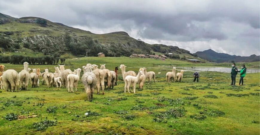 Alpacas Perú