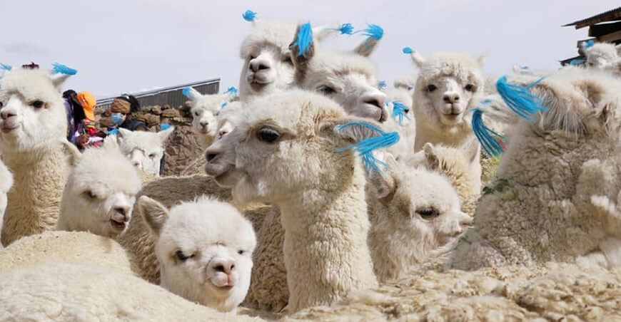 alpacas, camélidos sudamericanos Perú