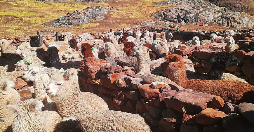 alpacas camélidos sudamericanos Perú