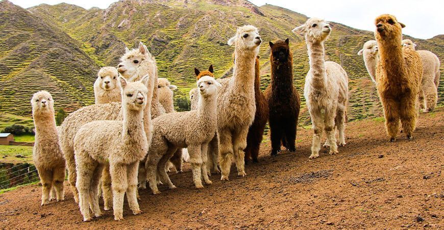 alpacas camélidos sudamericanos Perú