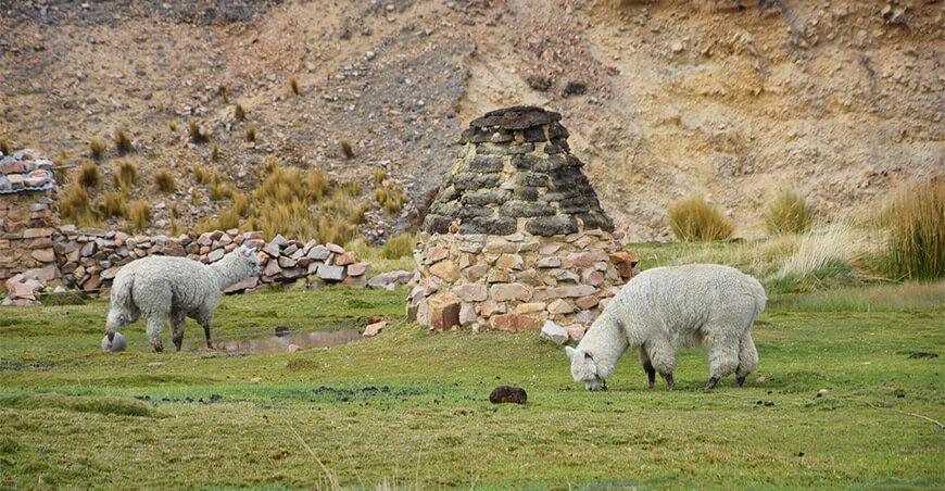 alpacas camélidos sudamericanos Perú