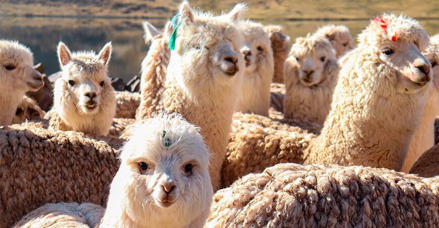 Alpacas, camélidos sudamericanos Perú