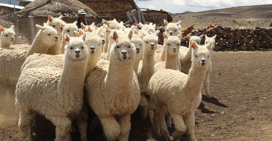 alpacas camélidos sudamericanos Perú