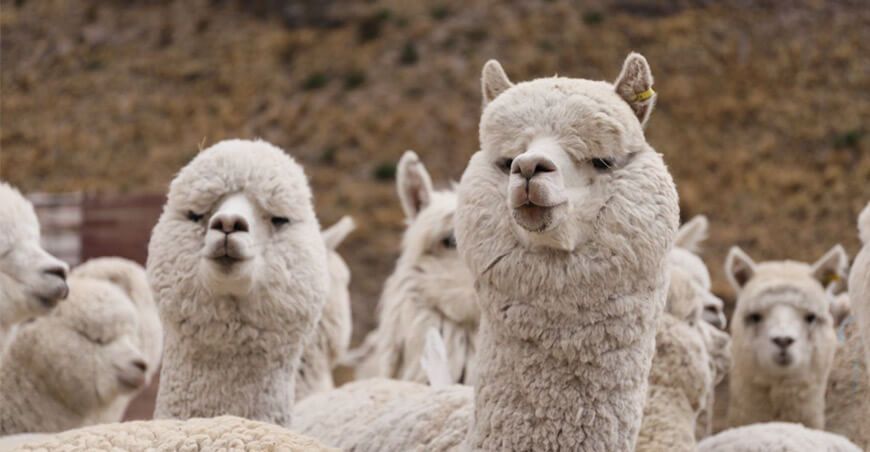 Alpacas Perú