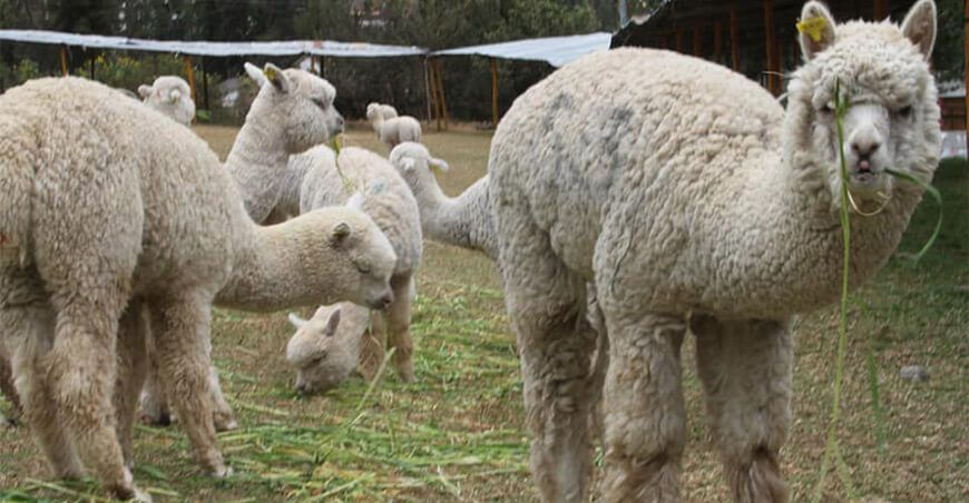alpacas camélidos sudamericanos Perú