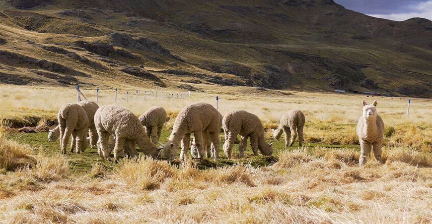 alpacas camélidos sudamericanos Perú