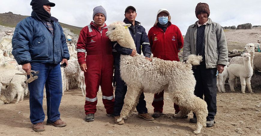 alpacas camélidos sudamericanos Perú