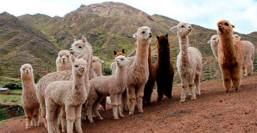 Ejecutarán proyecto de mejoramiento genético de alpacas en ocho regiones