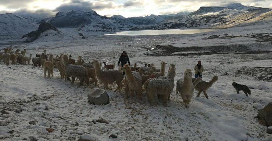 alpacas camélidos sudamericanos Perú
