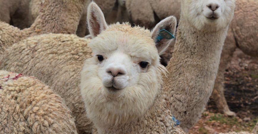alpacas, camélidos sudamericanos