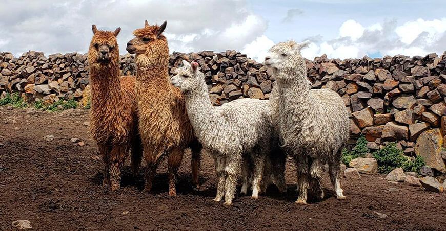 alpacas camélidos sudamericanos Perú