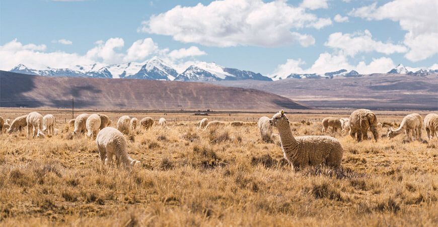 Alpacas Comunidad campesina de Puno es la primera en el mundo en recibir certificado Estándar de Alpaca Responsable