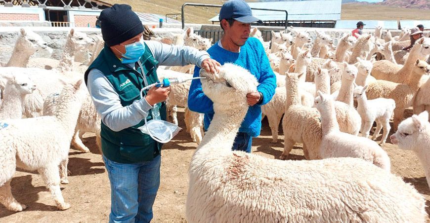Dosificación de alpacas en zonas altoandinas