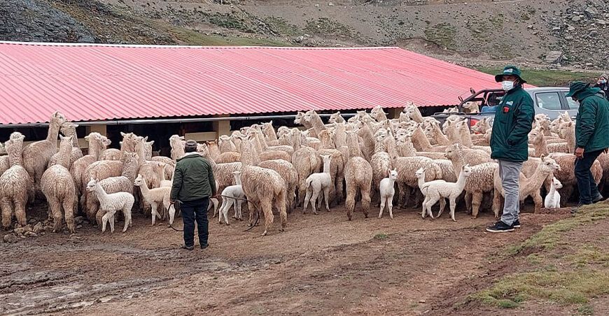 Lima: Agro Rural evaluó y seleccionó alpacas para el Plan de Mejoramiento Genético en Oyón