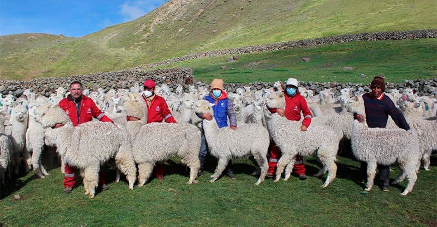 criadores de alpacas Perú