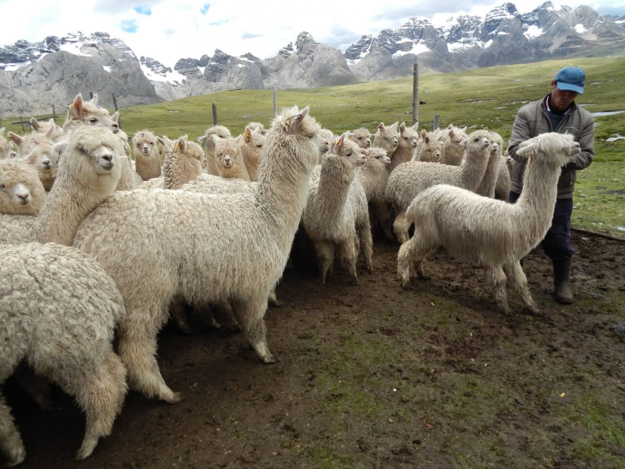 alpacas Perú