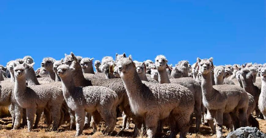 Alpacas Perú