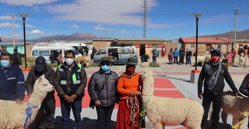 Reconocen a cinco destacados criadores de alpaca en Tacna