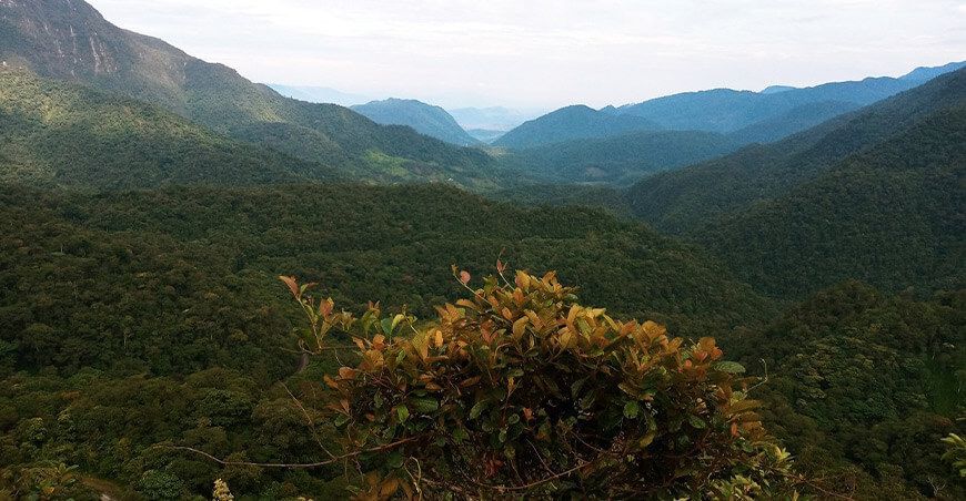 Amazonas Corosha