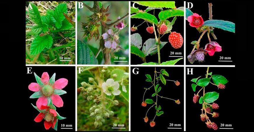 Amazonas: estudio demuestra la presencia de 24 especies de frutillas andinas