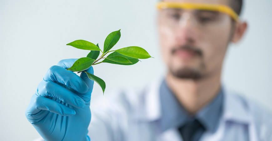 Analizan microorganismos que aportarían a la nutrición y salud de plantas