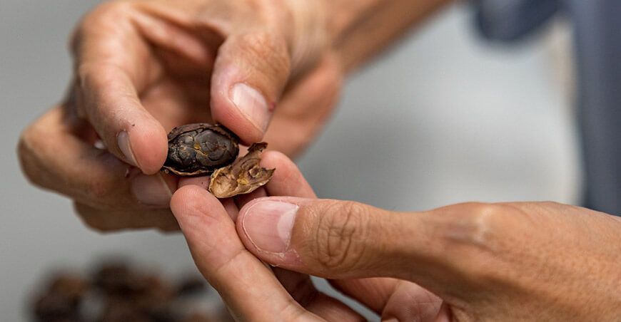 capacitación sobre análisis sensorial de cacao ITP Perú