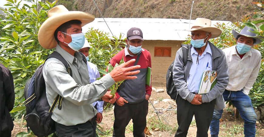 Áncash: pequeños productores de Jimbe apuestan por el cultivo del palto
