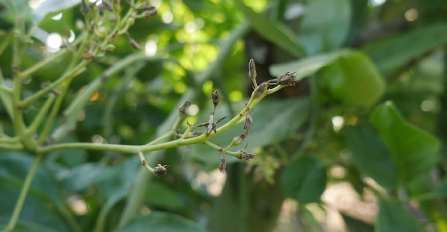 bajas temperaturas afectan cultivos de palto y mango por aparición de hongos