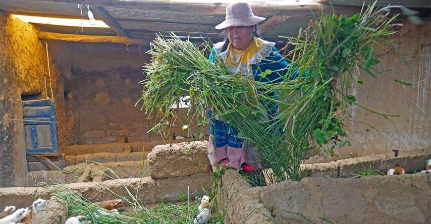 Mujeres emprendedoras impulsan la crianza de cuy en Ancash