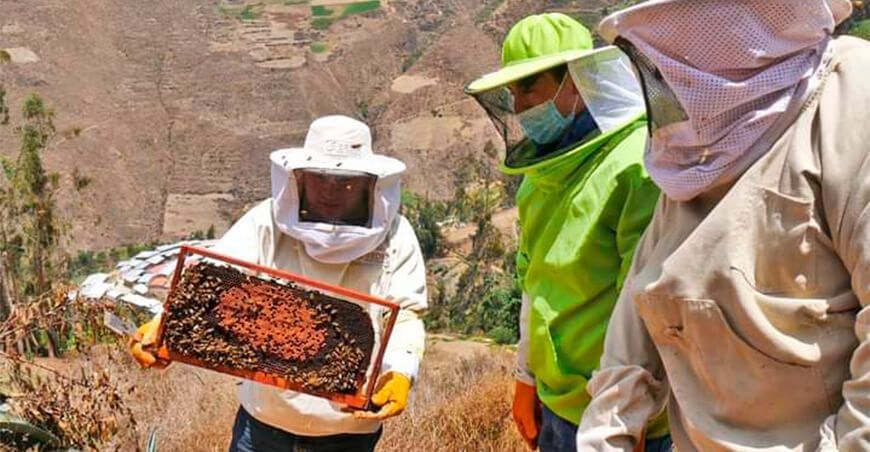 productores apícolas Perú