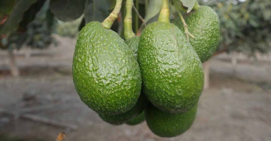 Áncash lidera exportaciones de palta orgánica