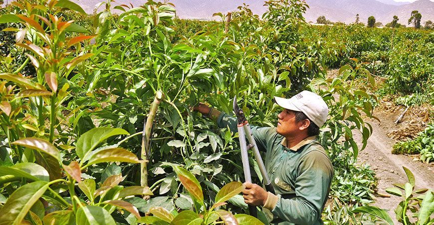 Poda al cultivo de palto Ancash