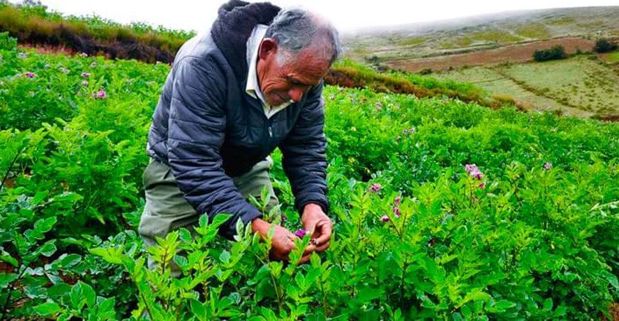 agricultores de papa Áncash