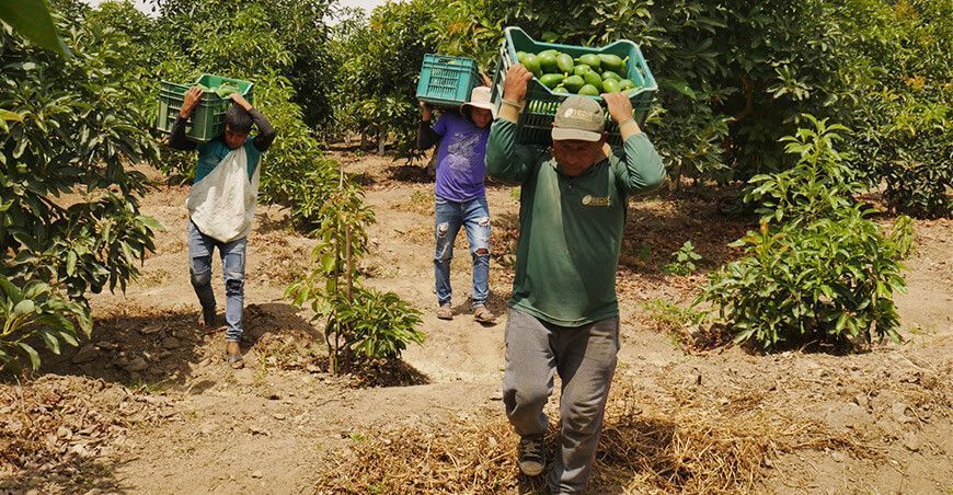 productores de Ancash exportan palta Hass Perú