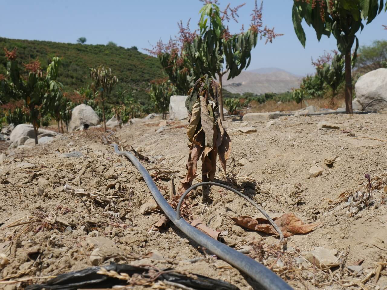 Sequía afecta a pequeños productores de Ancash