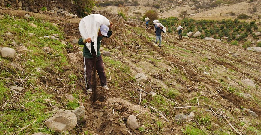 promueven el uso de compost en cultivos de mango y palta en el valle de Nepeña
